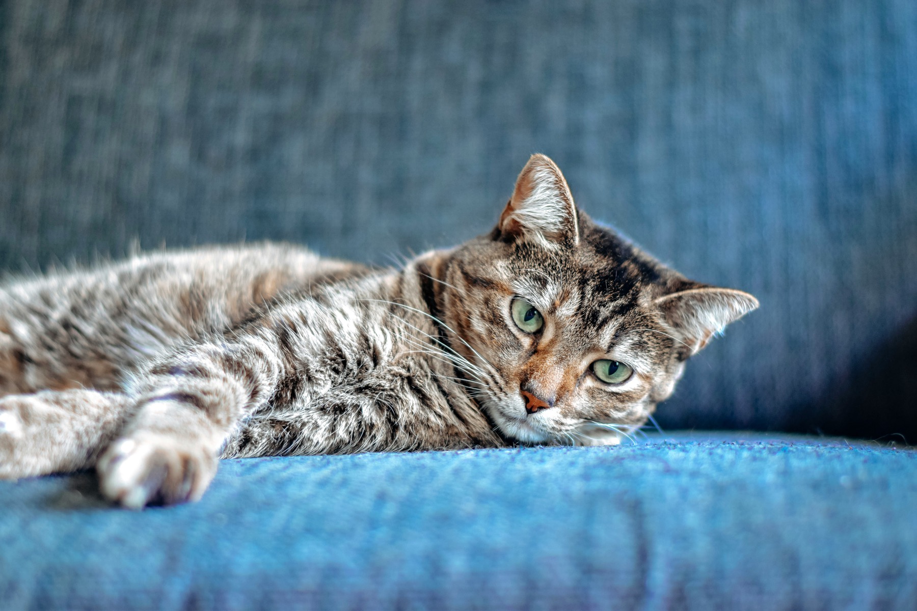 Katze entspannt auf Sofa